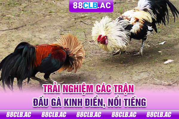 Trải nghiệm các trận đấu gà kinh điển, nổi tiếng